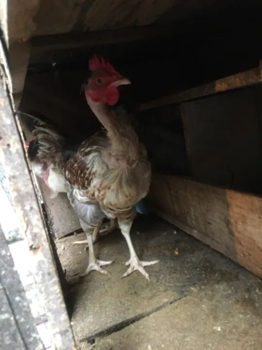 Vendo 4 galinhas e 3 galos em leva pintinhos grátis  - Foto 6