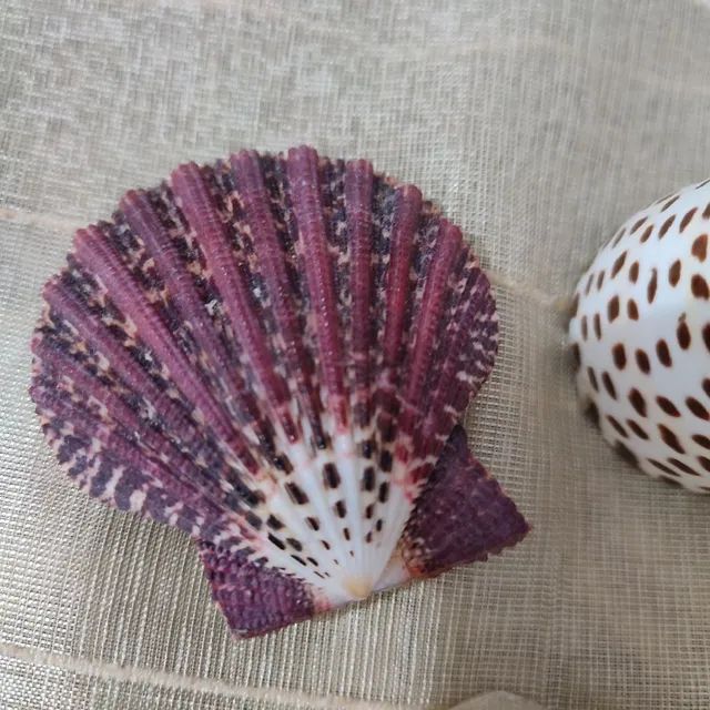 Conjunto de conchas  - Foto 3