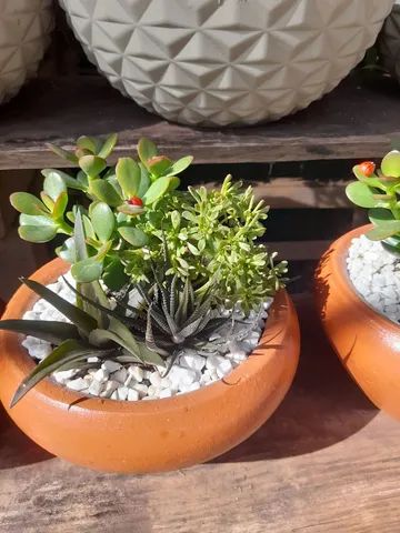 Suculentas  - Foto 4