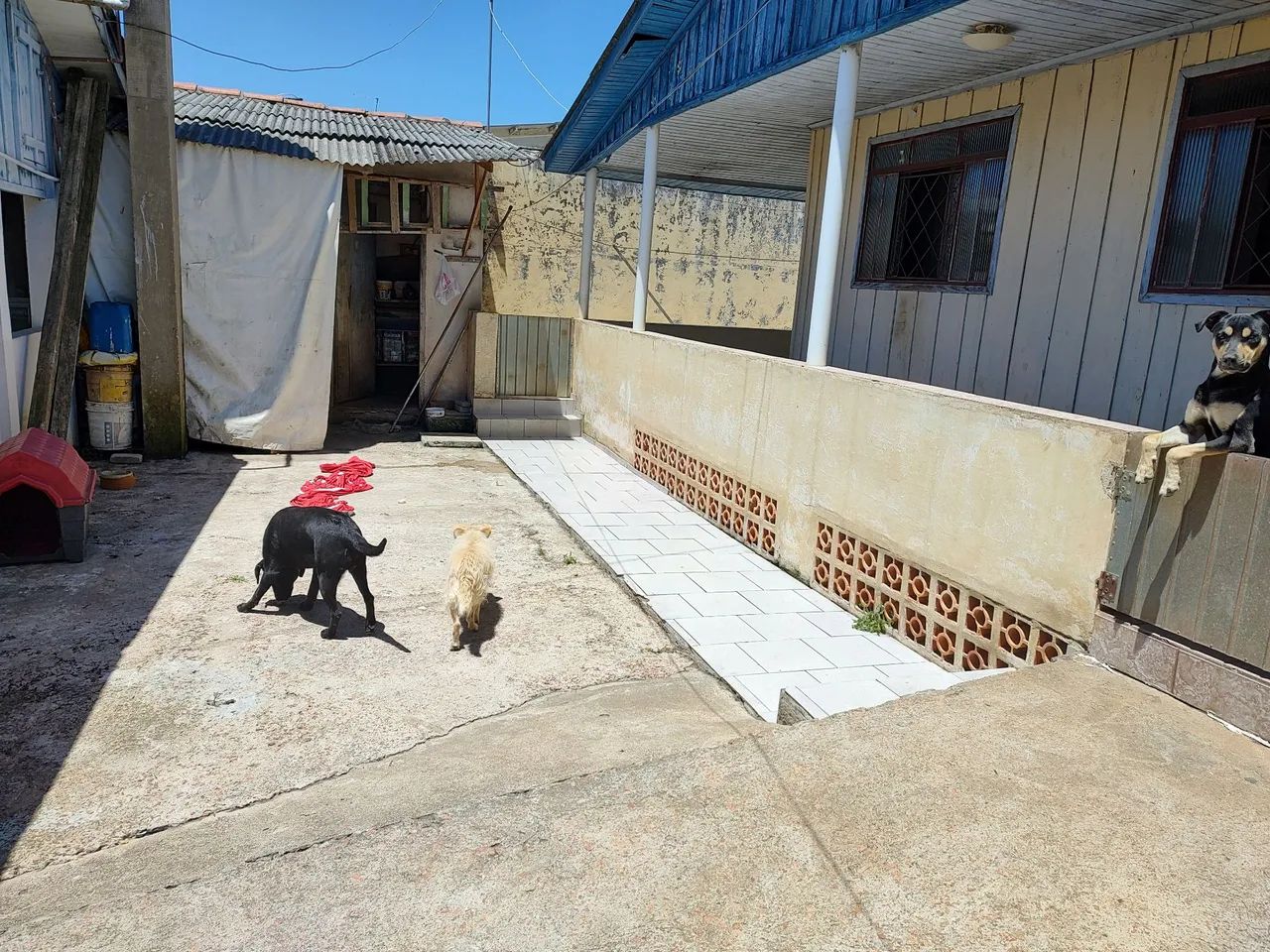 Cachorro preto de porte médio e porte pequeno  para adoção - Foto 2
