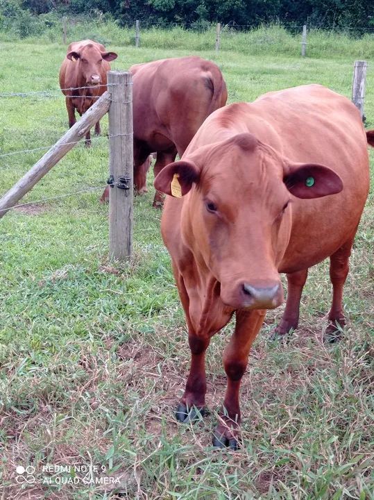 Touros, novilhas, bezerros, vacas com cria ao pé. Senepol - Foto 3