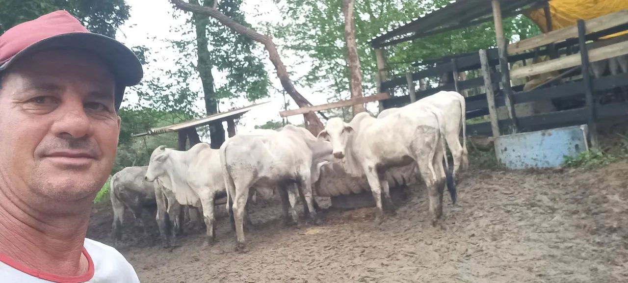 Vende-se bezerros Nelore - Foto 3