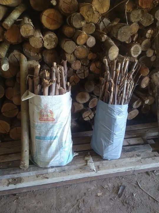 Vendo lenha seca de eucalipto  - Foto 3