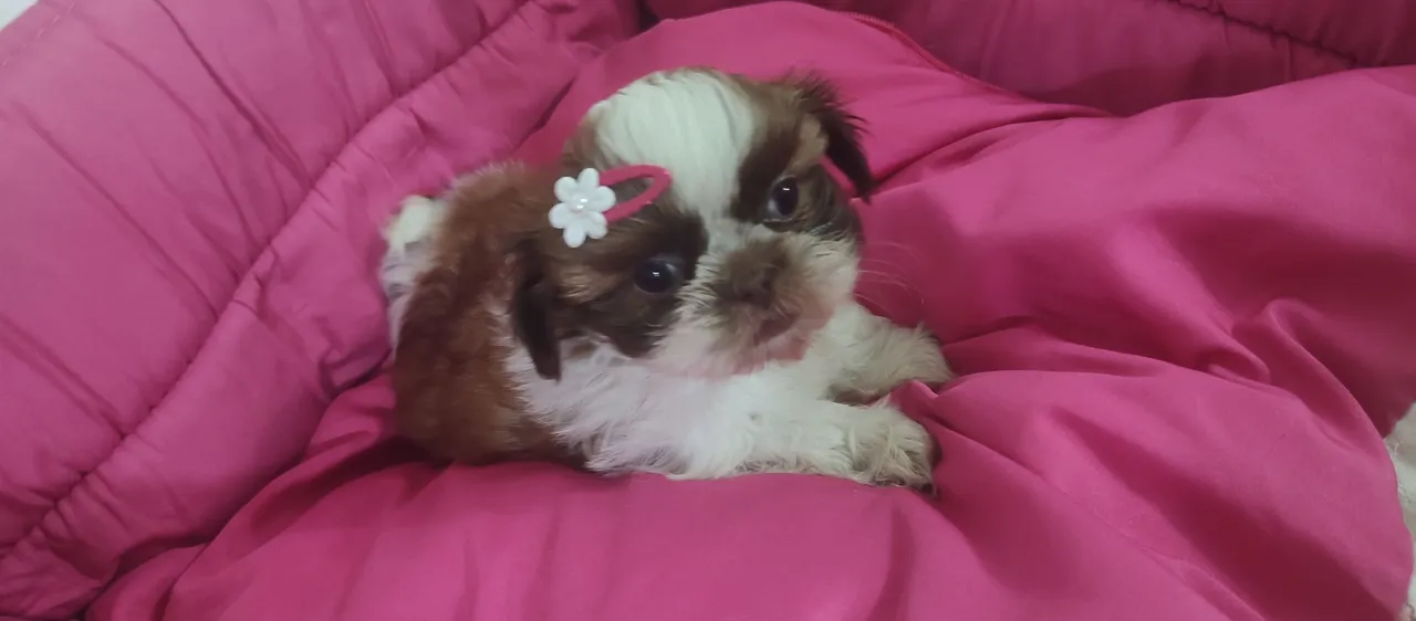 VD Filhotes Shih Tzu fêmea linhagem chocolate bem pequena