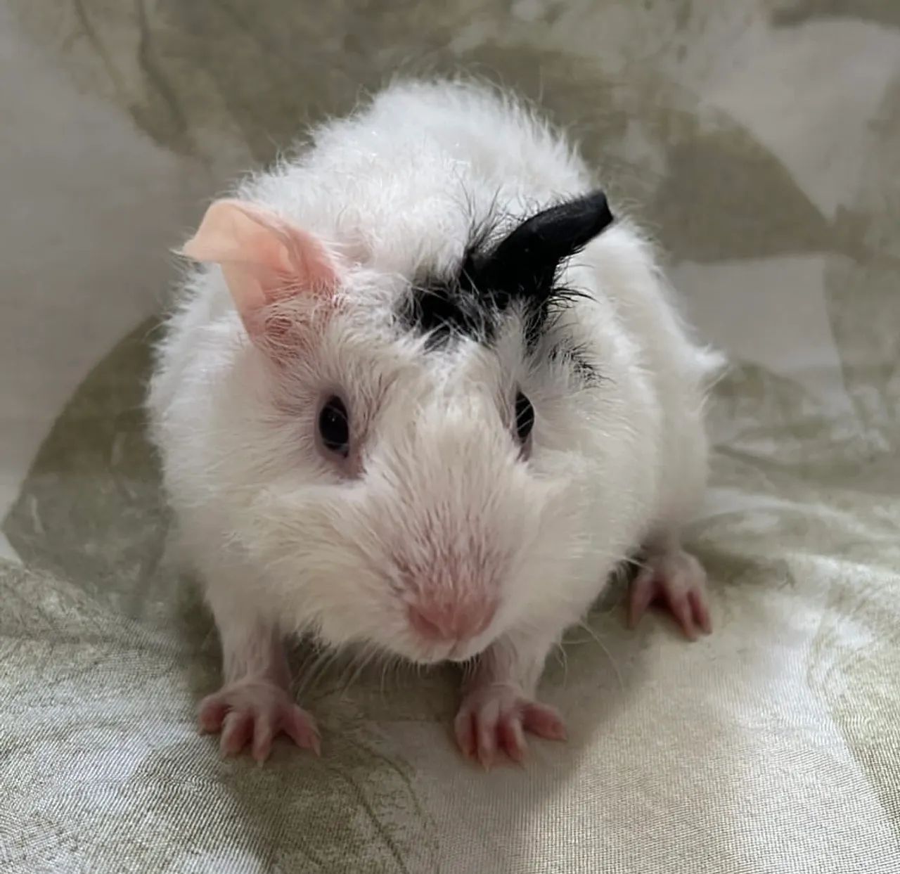 Porquinha da índia  - Foto 4