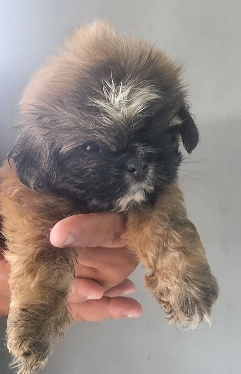 Vendo Filhote de Shih Tzu macho