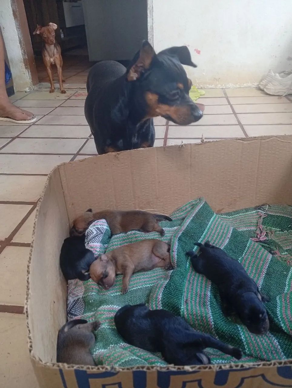 Filhotes de Pinscher - Foto 4