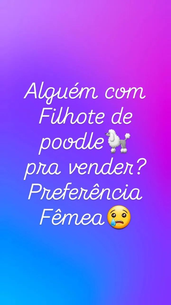Filhote de Poodle Fêmea