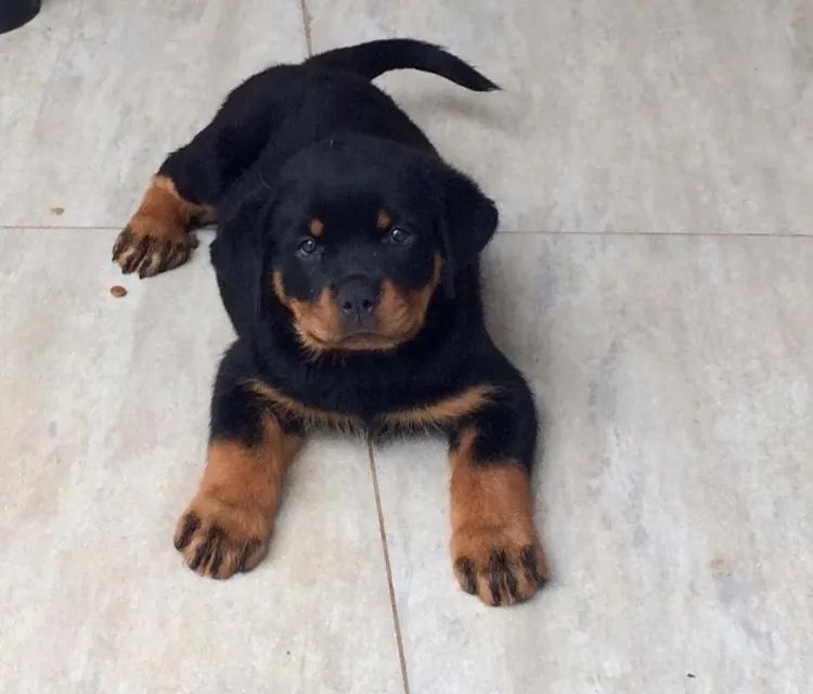 Rottweiler fêmea ou macho  - Foto 3