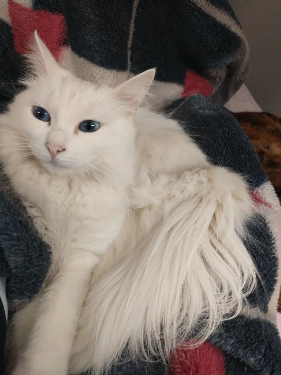 Gatinha Branca sem raça definida adulta (3 anos)