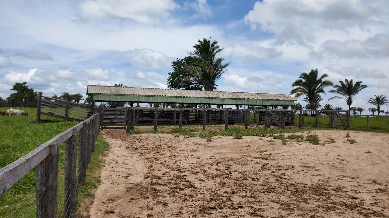 Produtiva Fazenda no Município São Geraldo do Araguaia - PA 234 hectares - Foto 5