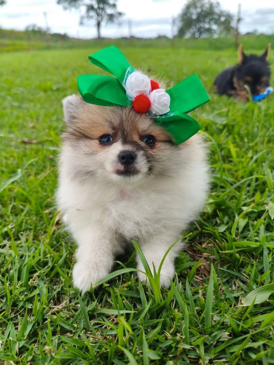 Filhote de spitz disponível fêmea anão - Foto 2