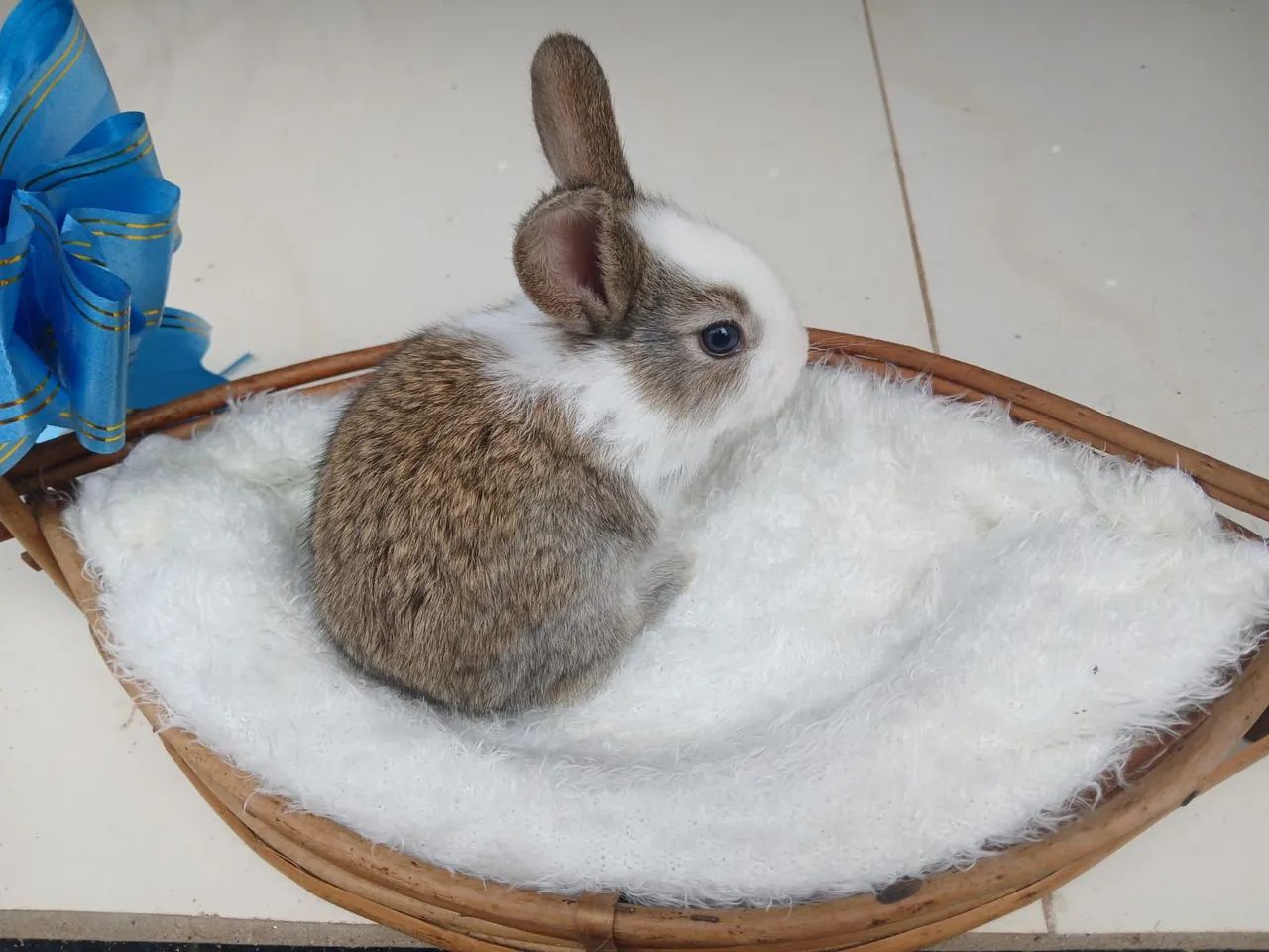 Lindos Coelhinhos  - Foto 4