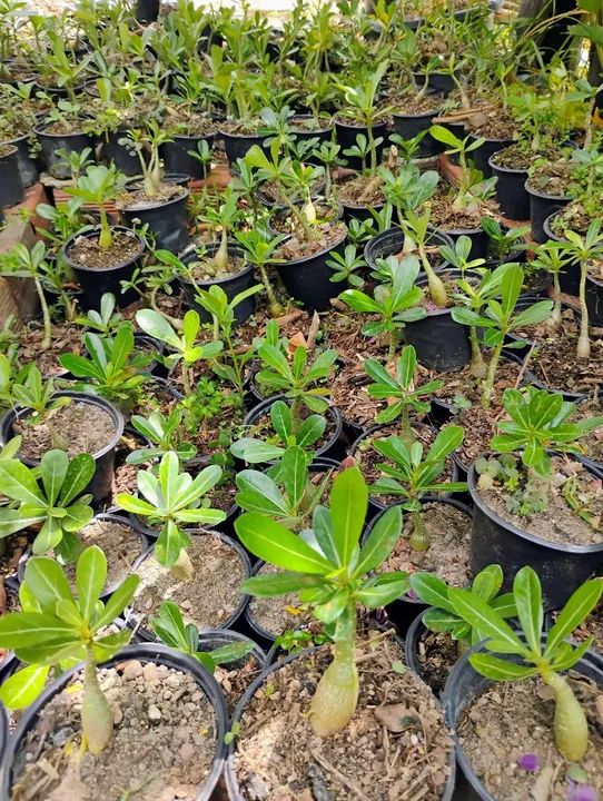 Muda de Rosas do deserto R$:5,00un - Foto 2