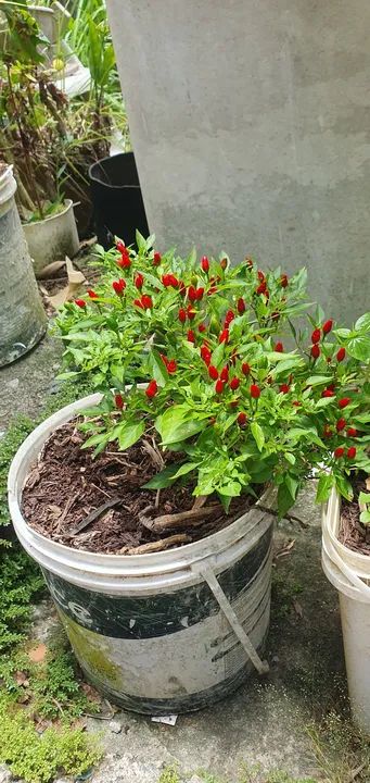 Pé de pimenta malagueta 