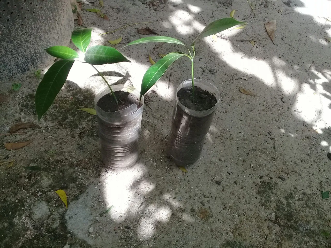 Mudas de Mangueira em Vasos