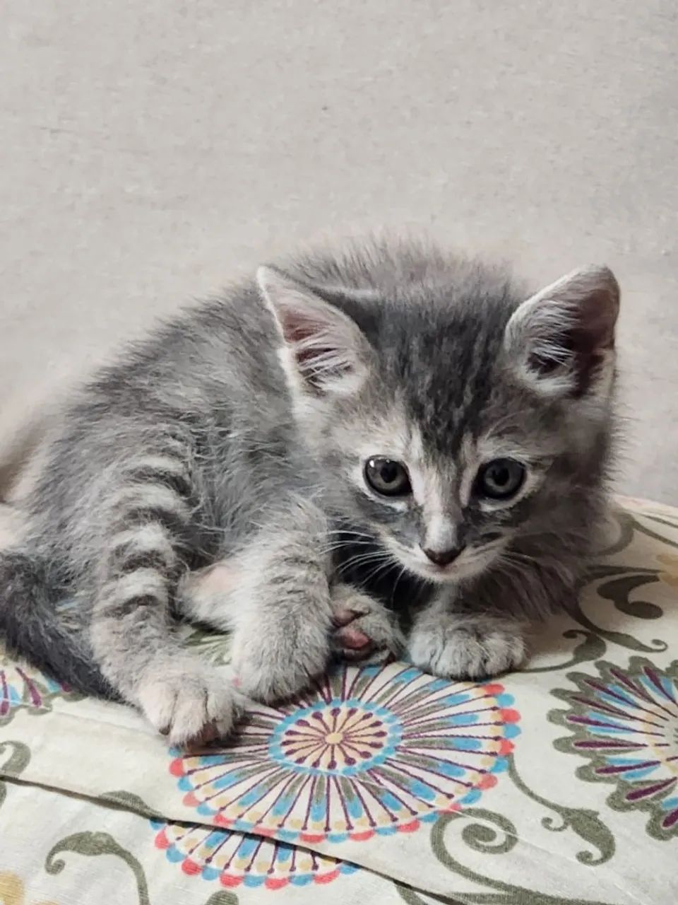 Casal de gatinhos super fofos para adoção - Foto 5