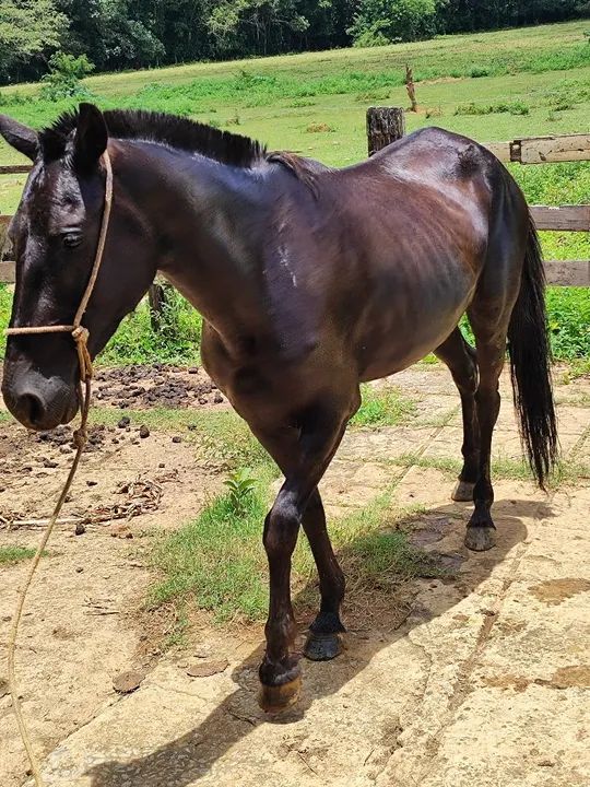 Egua Mangalarga Marchador marcha batida - Foto 3