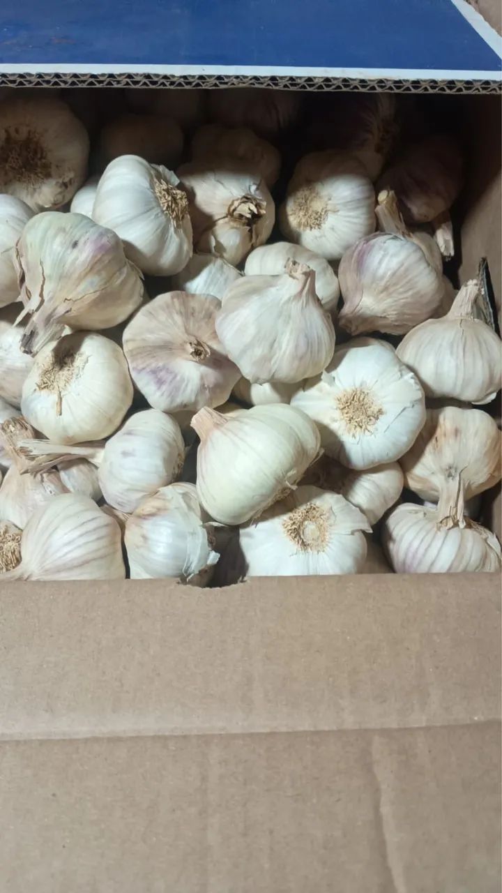 Caixa alho Número 6 - 10kg - Foto 4