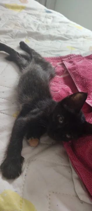 Doação de duas gatinhas - Foto 5