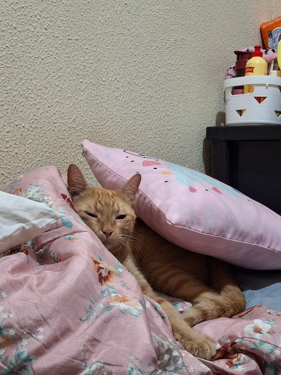 Estou doando dois gatinhos, um macho e uma fêmea.