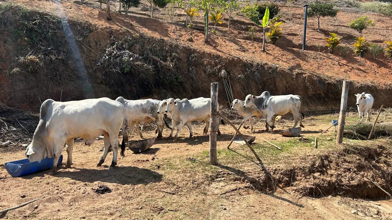 Fazenda Frente da Represa de Paraibuna. - Foto 2