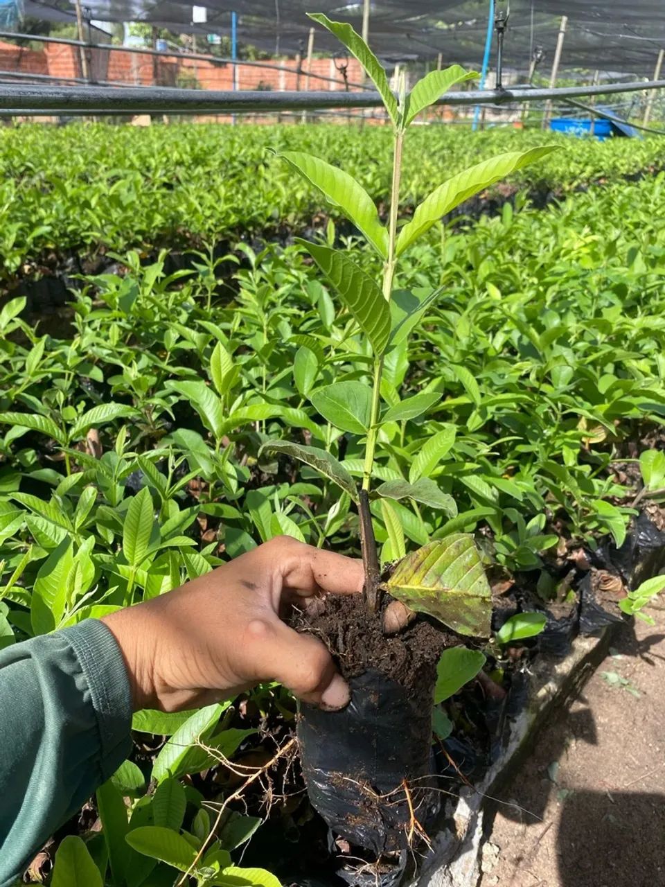 Mudas de Goiabeira - Pronta para o Plantio