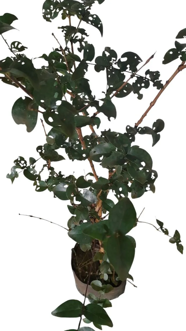 "Pitanga Roxa Rara - Fruta Exótica, Sabor Único e Produção Rápida!"