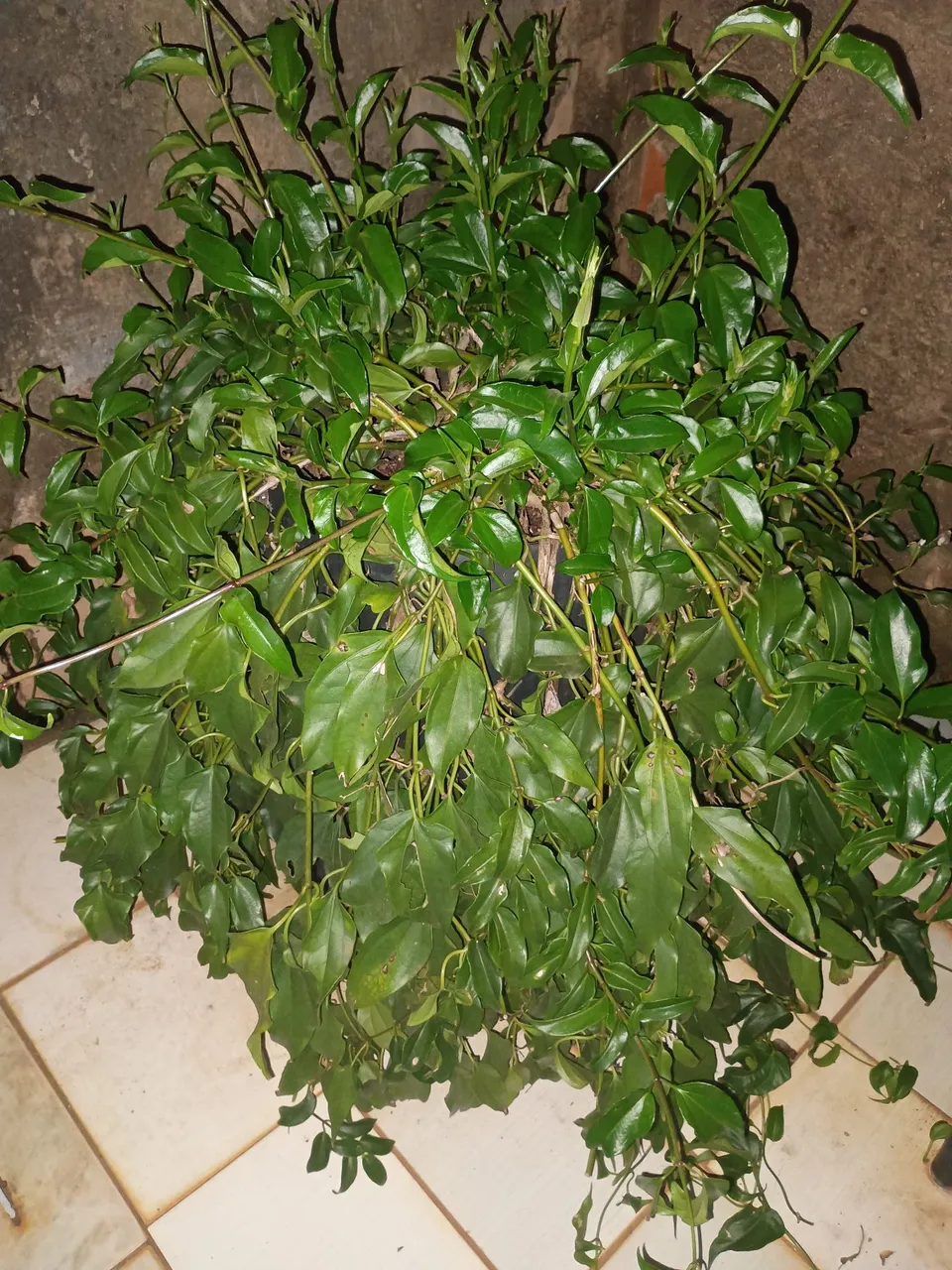 Planta verde para jardim