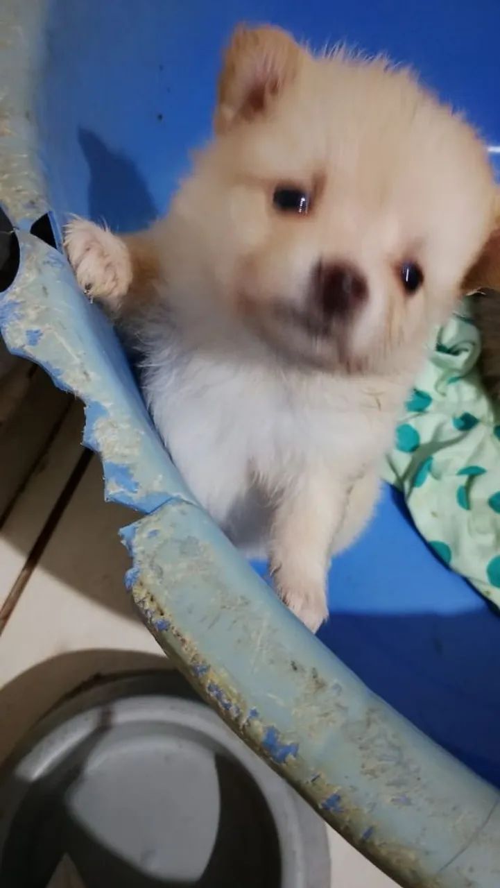 Spitz Alemão fêmea 