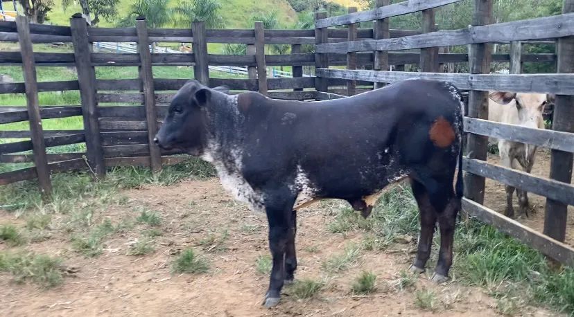 TOURO SENEPOL PO REGISTRADO WSENEPOL - Foto 5