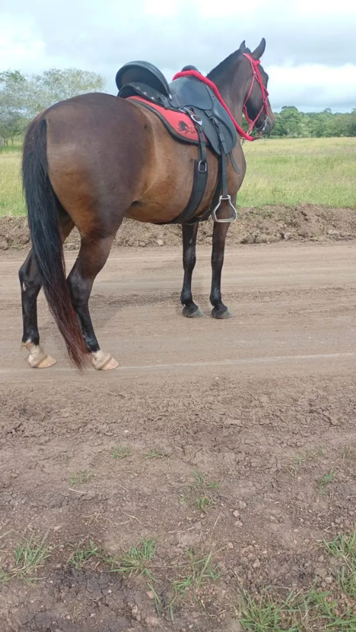 Égua de 6 anos pra venda , picado natural , boa morfologia , ótimo temperamento.