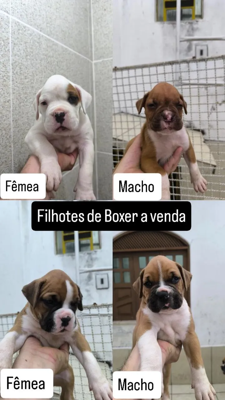 Filhotes de Boxer para venda
