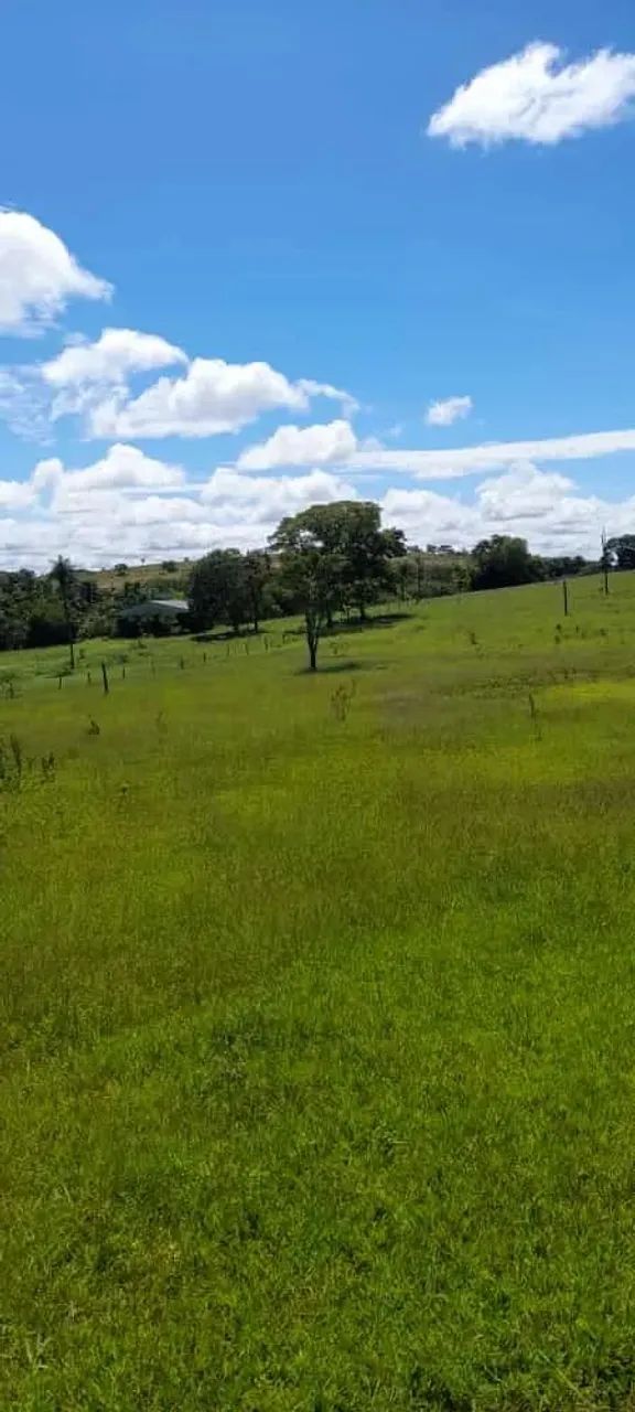 COD452  FAZENDA PARA ARRENDAMENTO 367 HECTARES  CAMAPUÃ/MS - Foto 5