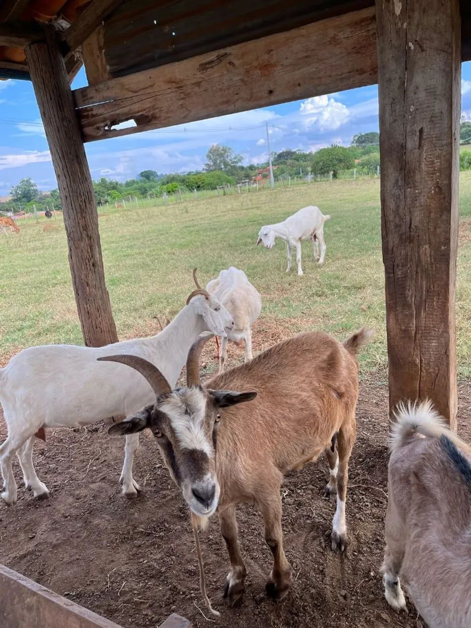 Cabras sanney Leiteira - Foto 3