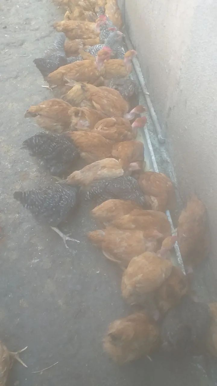 Frango caipirao pesadao carijo é pescoço pelado 