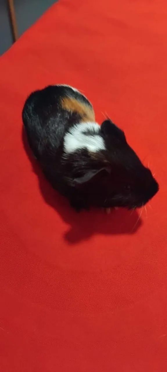 Porquinhos da Índia 63824582042243122