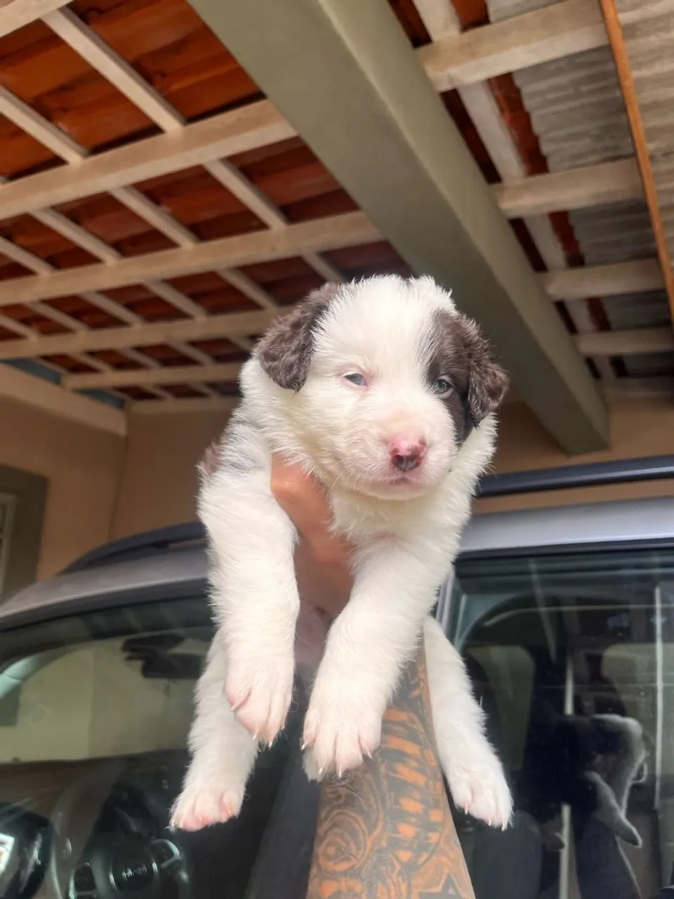 Filhote Border Collie - Lindíssimo! De raça pura