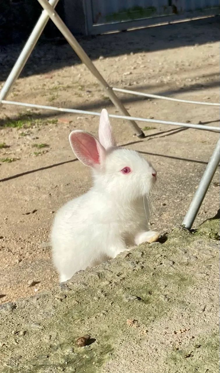 Coelhinhos Nova Zelândia - 1 mês de idade!  - Foto 4