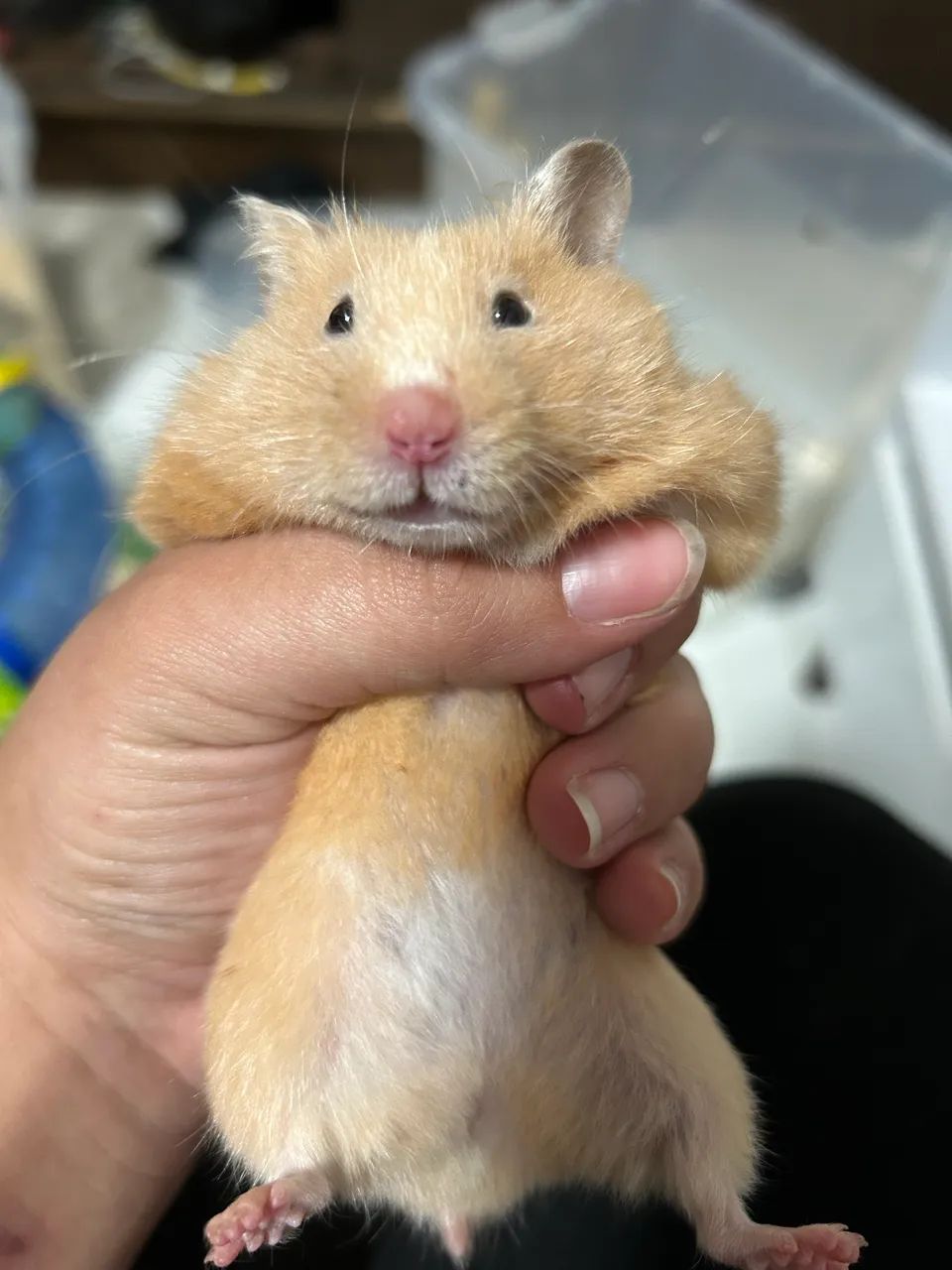 Hamster 
