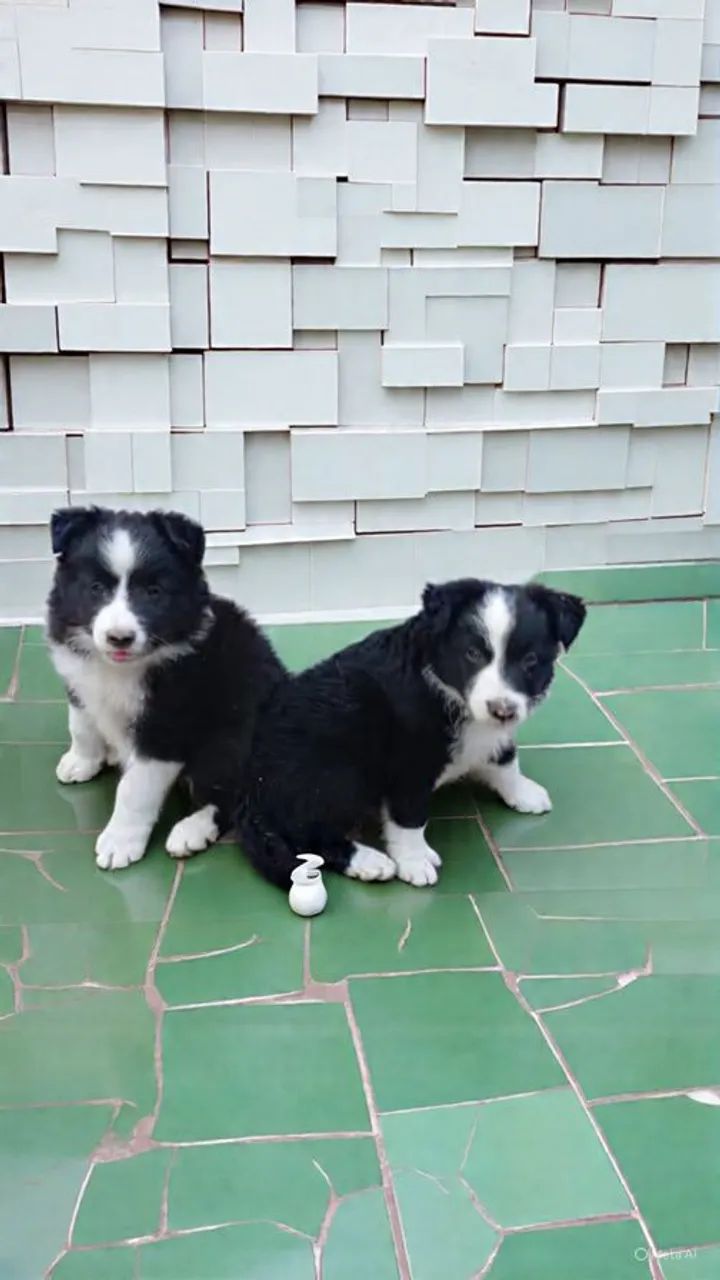 Filhotes de Border collie  - Foto 3