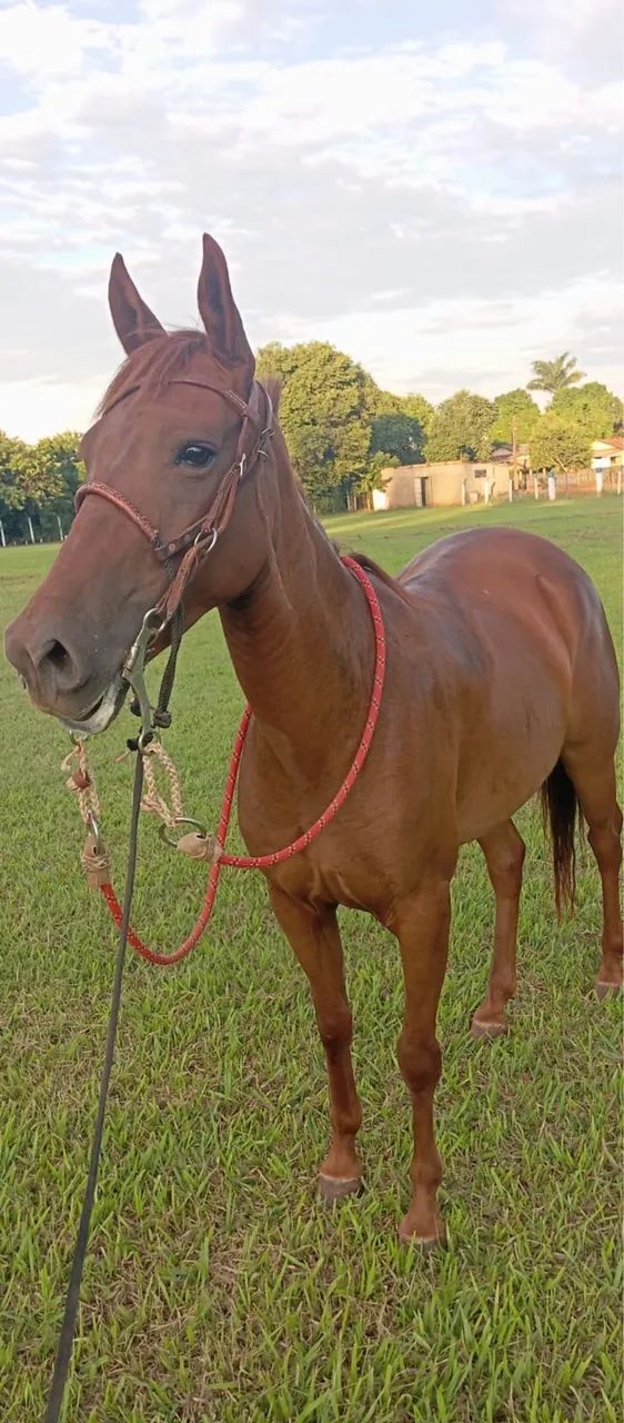 Égua Domada no Team Roping - Foto 4