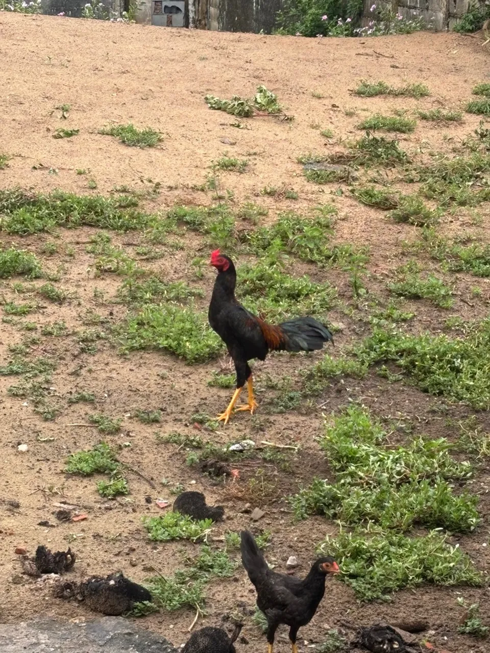 Galos e galinhas