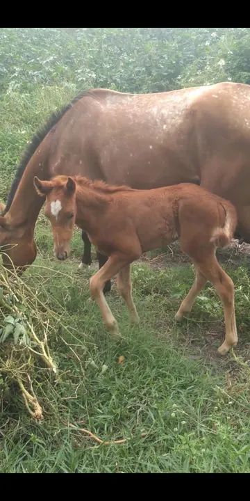 Égua quarto de milha  - Foto 2