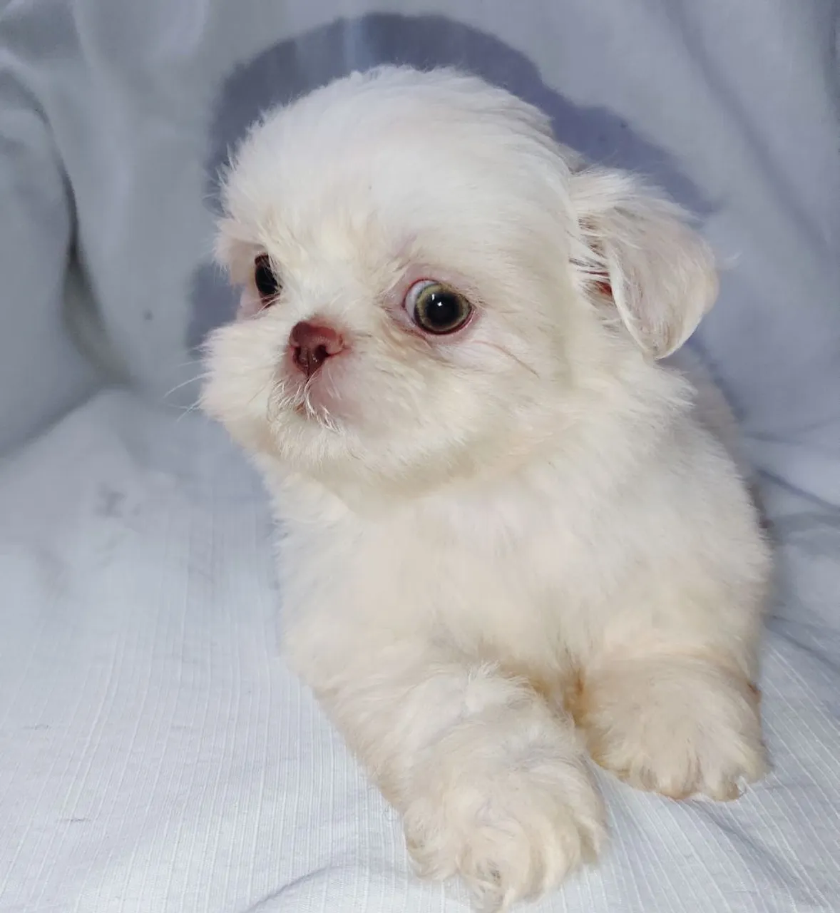 Lindos Shih Tzus filhotes disponíveis
