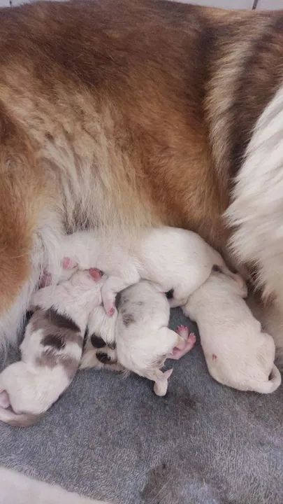 Filhotes de  Border Collie-3 fêmeas disponível  - Foto 5