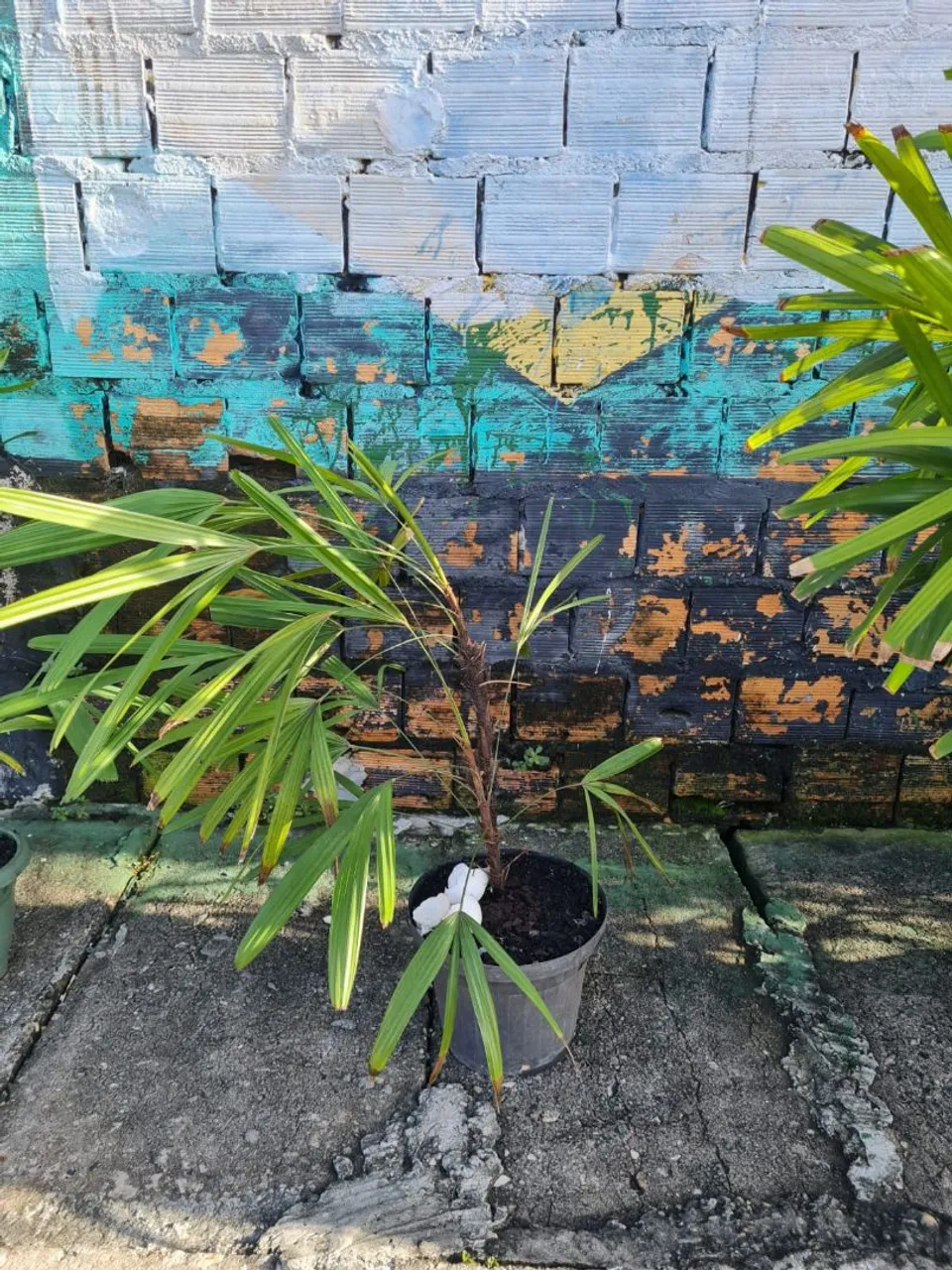 Palmeira em vaso - Adicione um toque de verde ao seu ambiente!