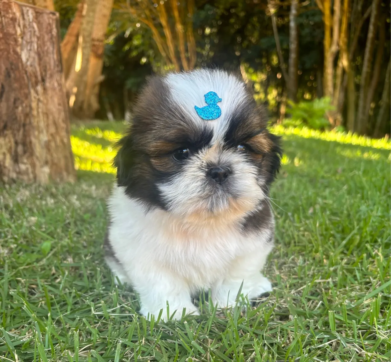 vendo Macho de Shitzu Mini