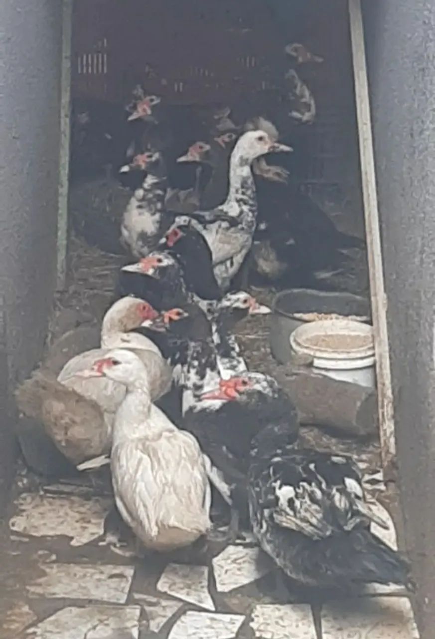 Patos Lindos e Saudáveis