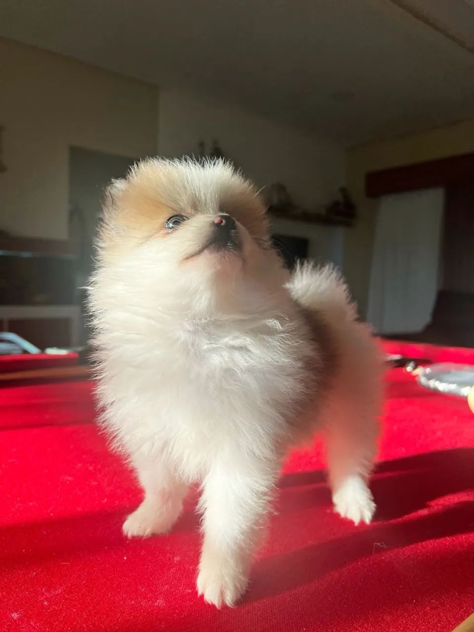 LINDOS Filhotes de spitz alemão Lulu da pomerânia - Foto 3
